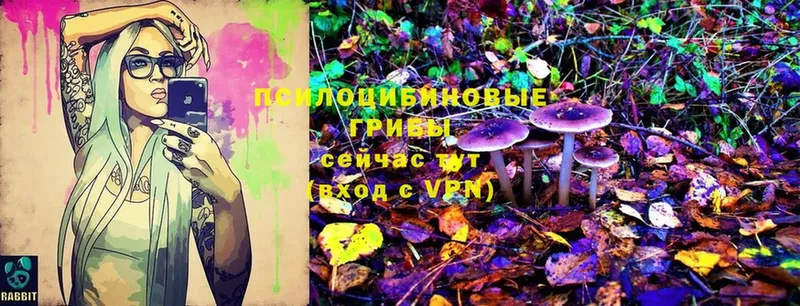 Псилоцибиновые грибы Cubensis  Новоаннинский 